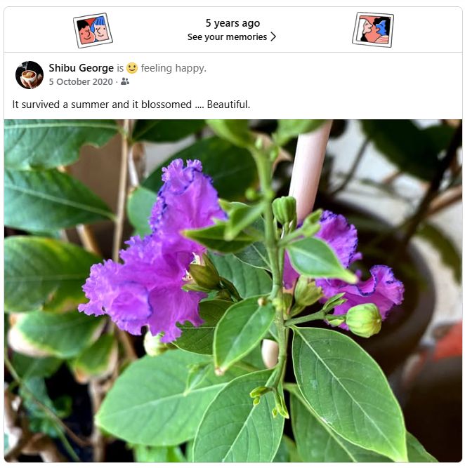 SG color theme