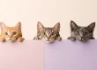 Pet website